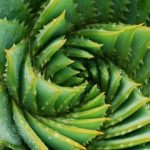 The Health Benefits of Aloe Vera